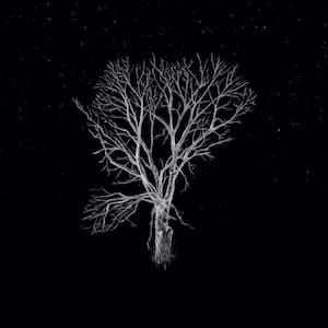 Bloom Innocent Acoustic