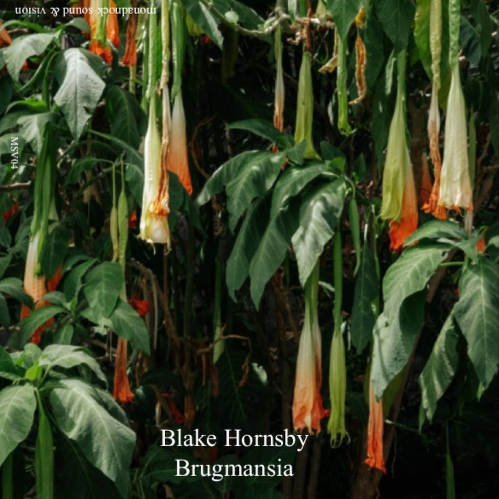 Blake Hornsby – Brugmansia