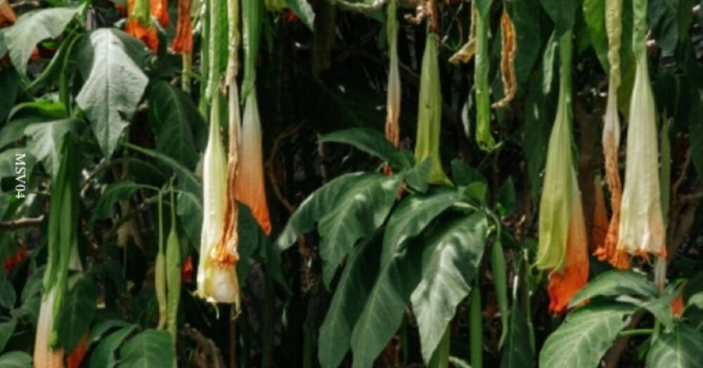 Blake Hornsby – Brugmansia